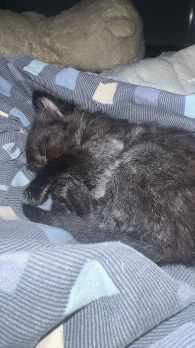 Gato bebé de dois meses