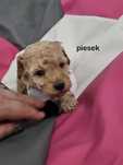Pudel miniaturowy piesek