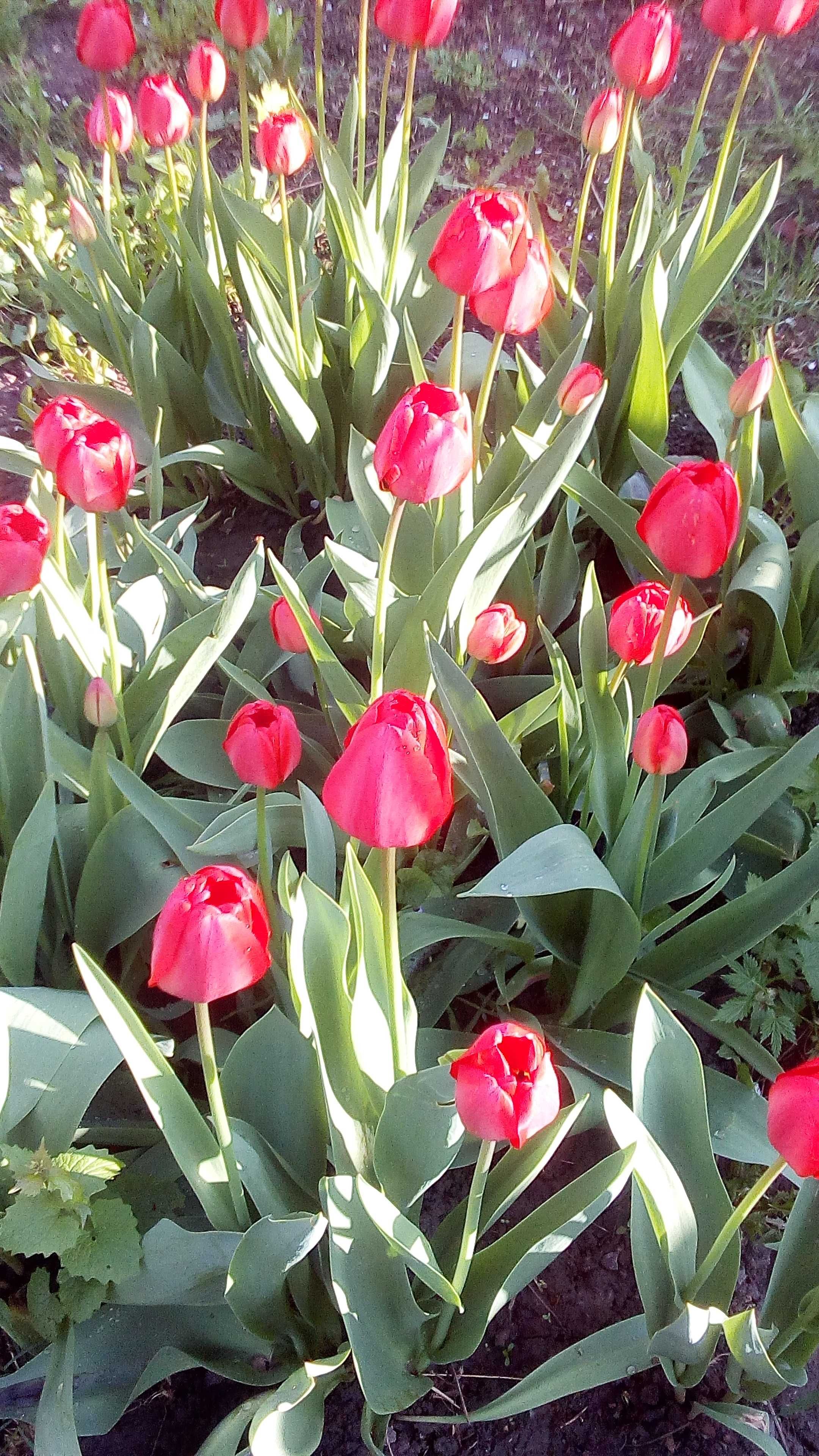 Нарцисы Тюльпаны