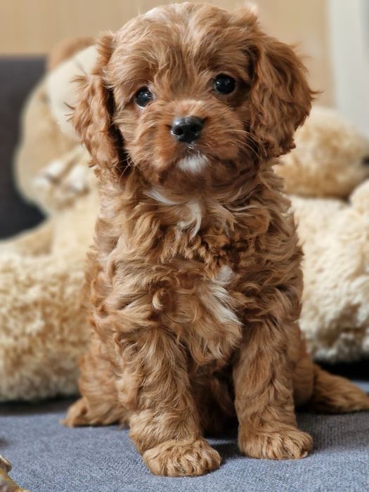 Дівчатка  кавапу