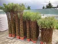 Wierzba pleciona SALIX Drzewko wiklinowe Żywe Różne rozmiary 80- 200cm