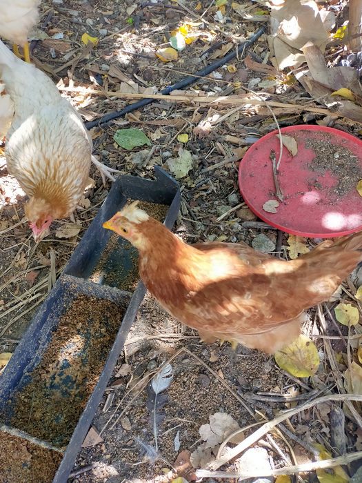 Vendo pintos alimentados com alimentação biológica