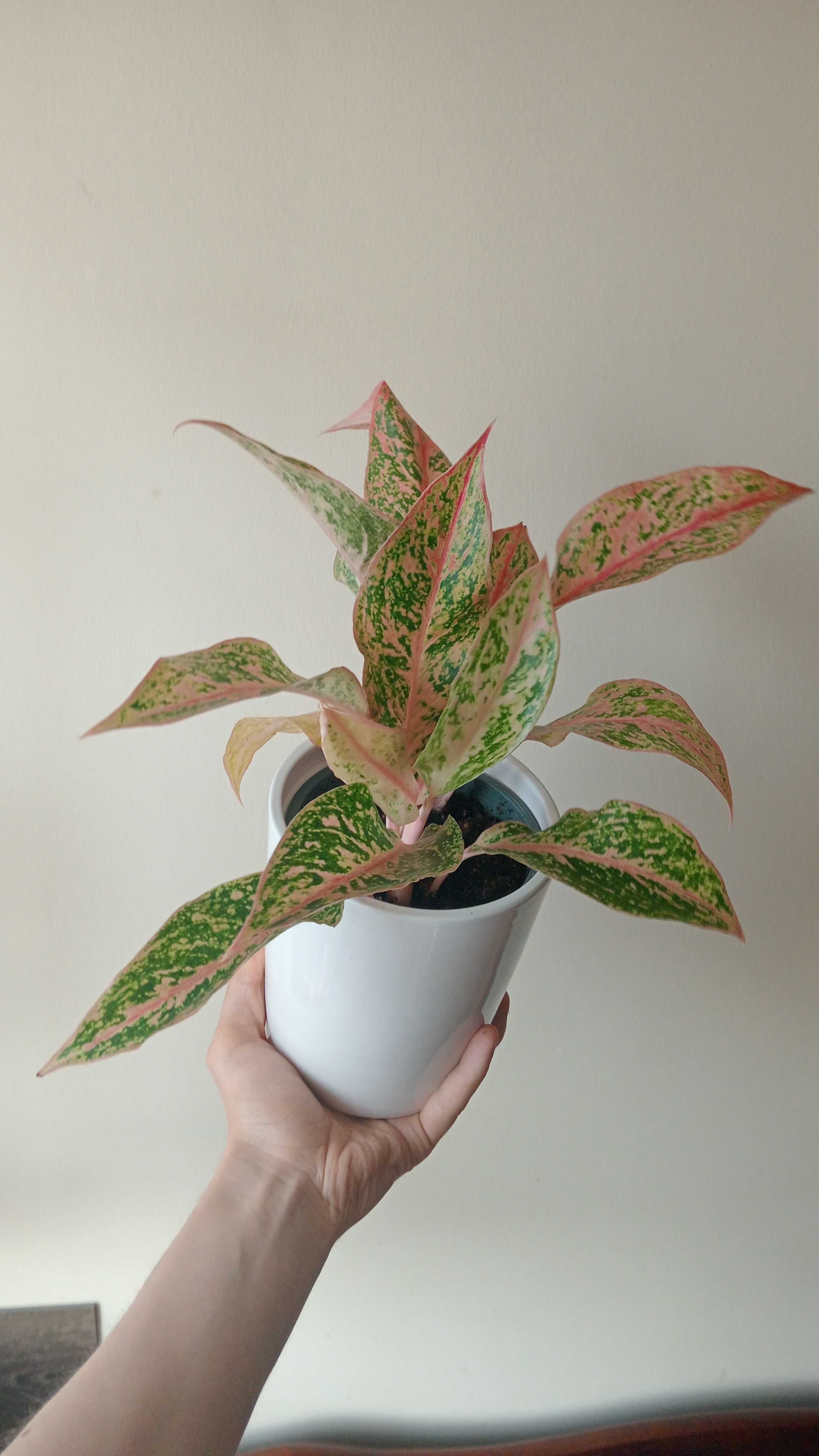 Aglaonema kolorowa roślina doniczkowa domowa