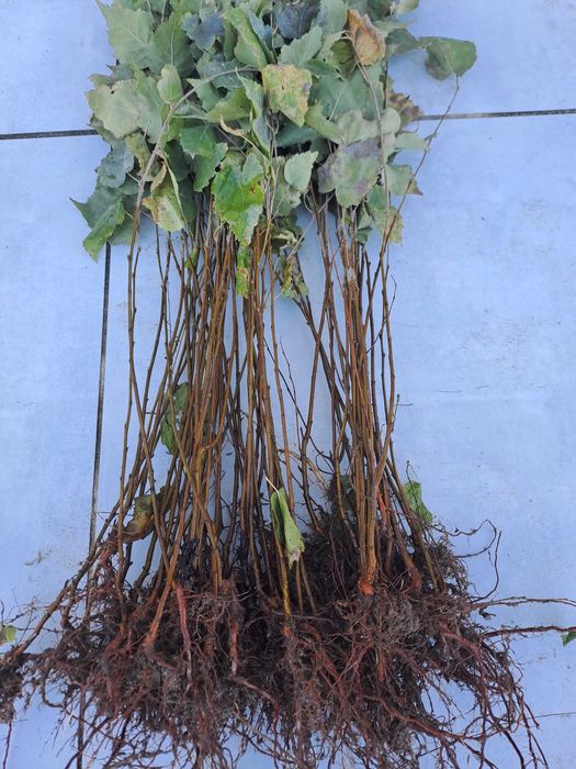 Grab pospolity na zywopłoty