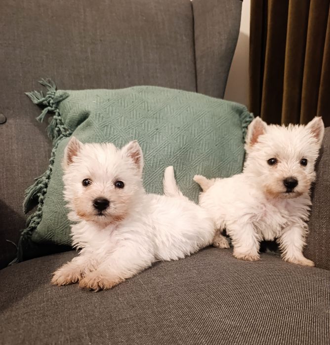 West Highland White Terrier