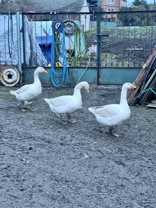 3 białe gęsi 6 miesięczne