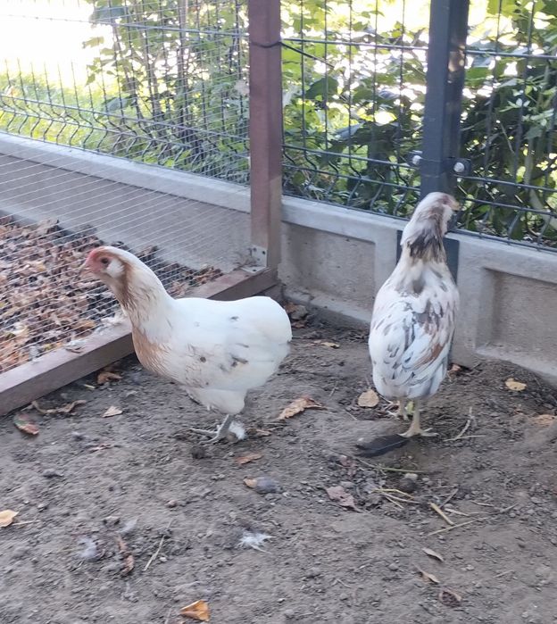 Same Kury/Kura Araucana. Araucany bezogoniaste.