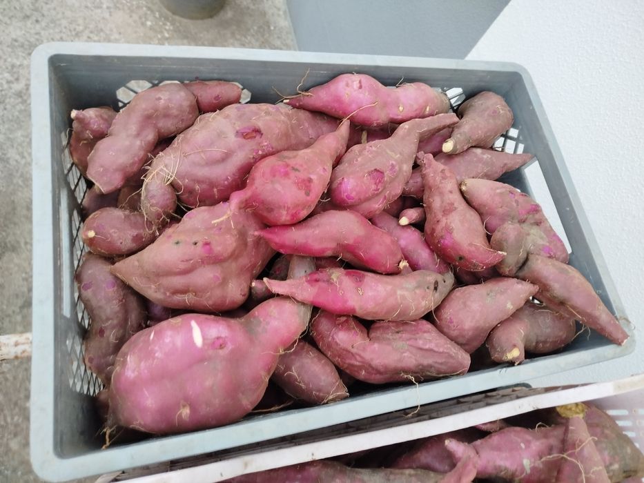 Batata doce nova