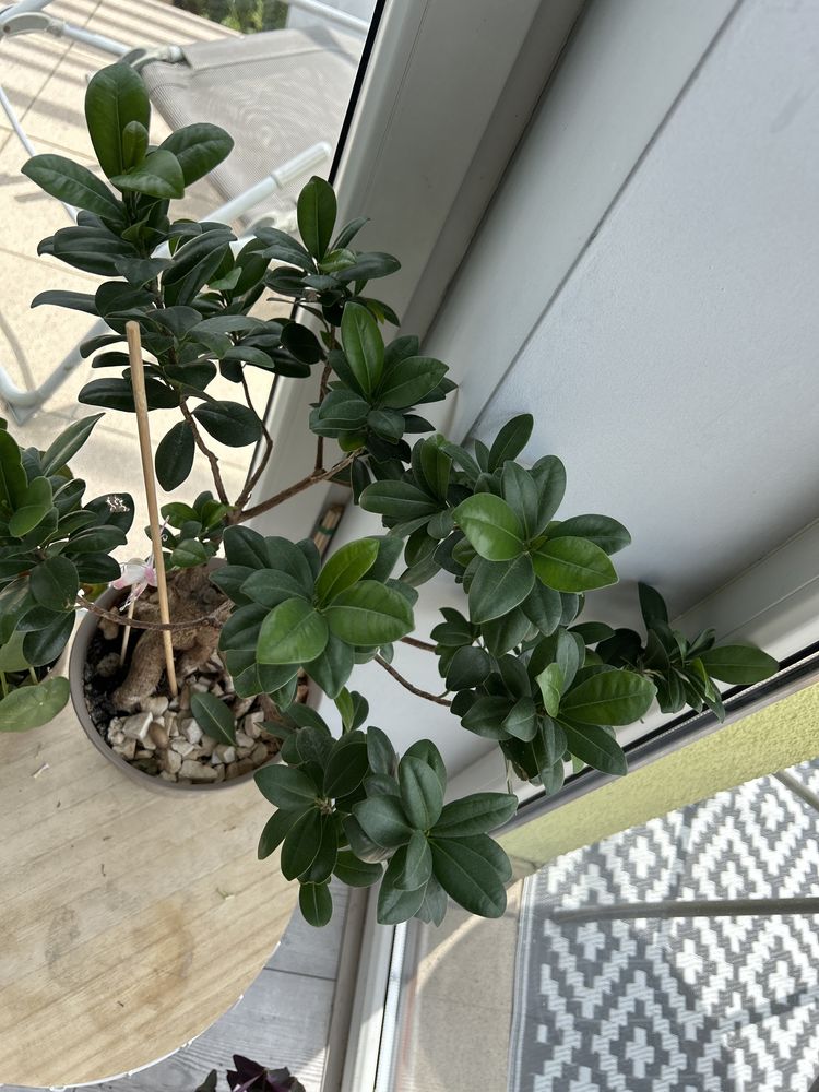 Fikus Tępy  Ficus Microcarpa Ginseng