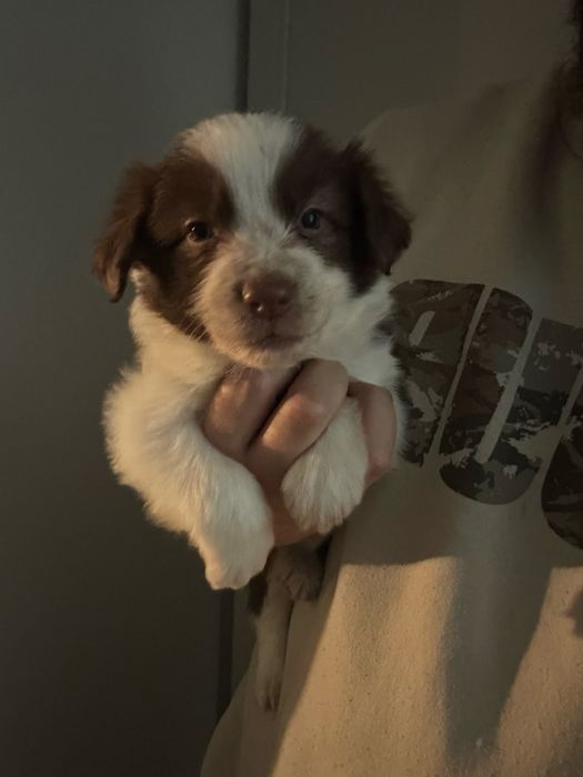 Border collie red piesek