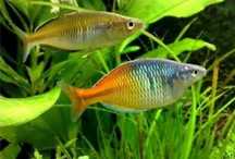 Peixe arco íris (melanotaenia boesemani) 6cm