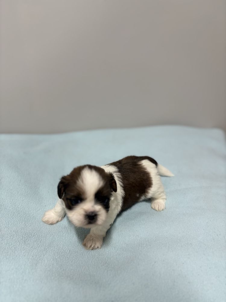 Szczeniak Shih Tzu - LEO