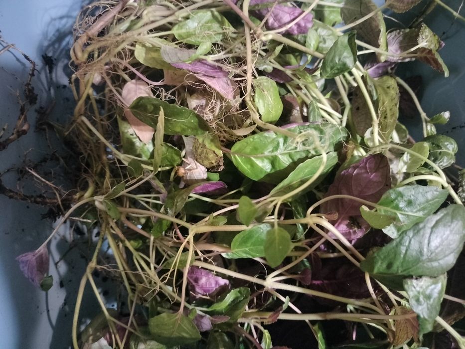 Roślina do terrarium