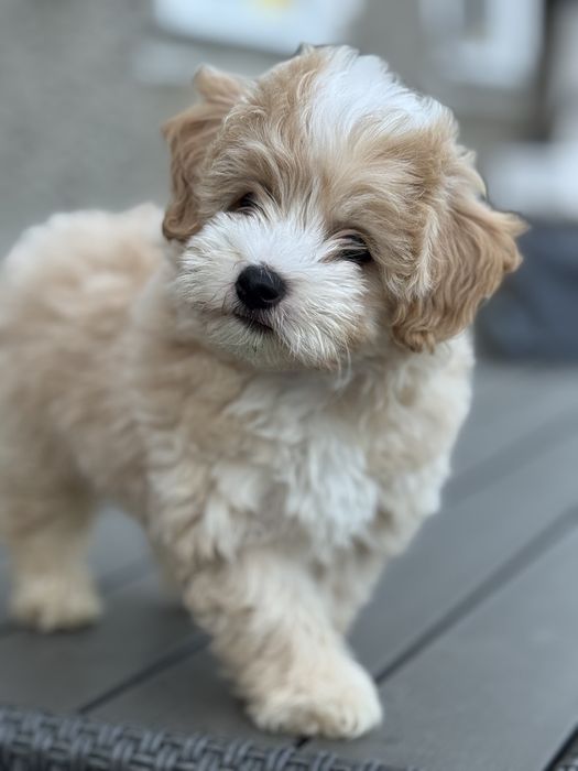 Мега кукольный привитый Мальтипу