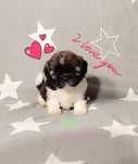 Shih Tzu suczka z rodowodem