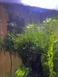 Mech jawajski java moss