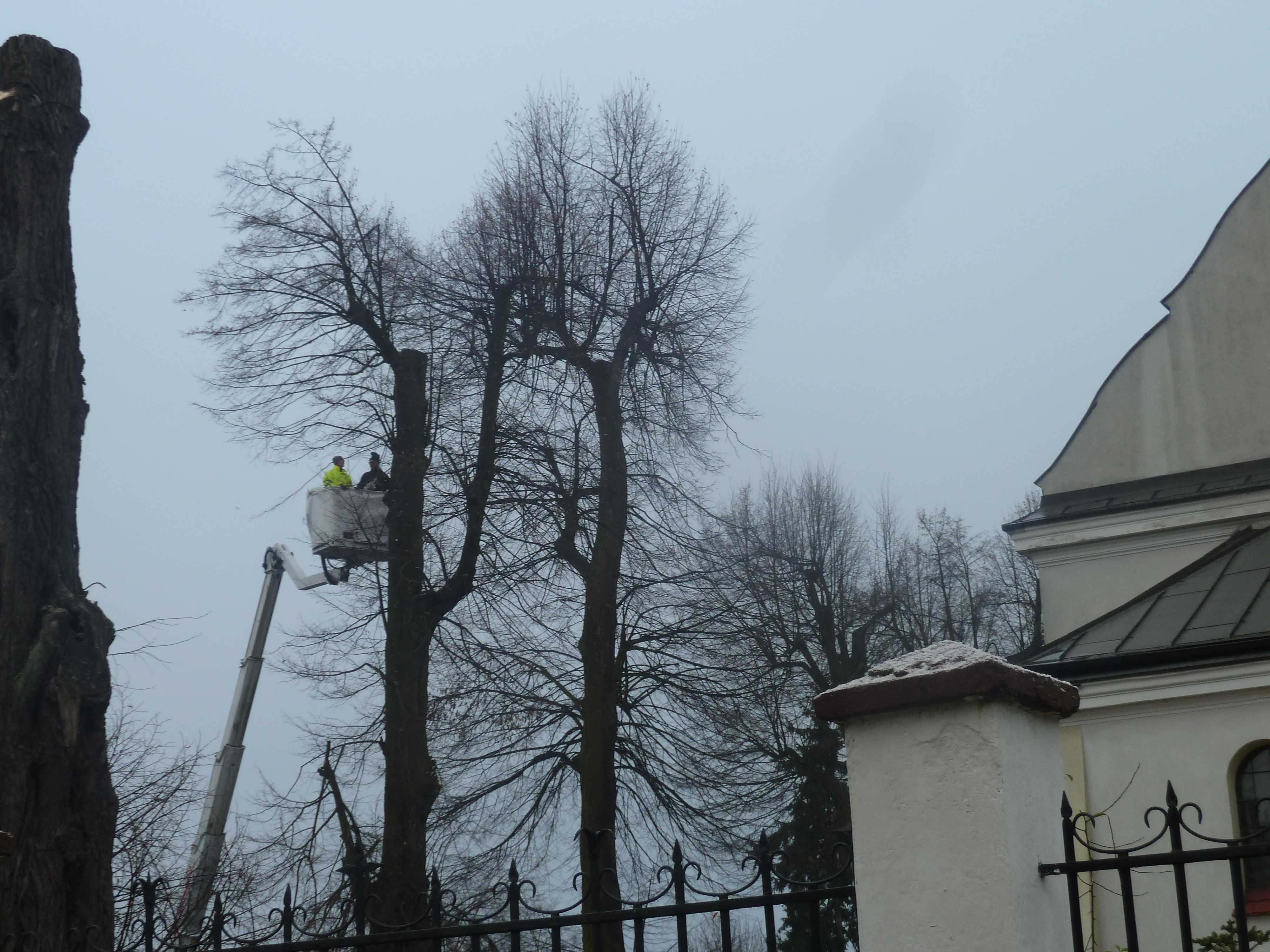 Czyszczenie Działek Prace na Wysokości