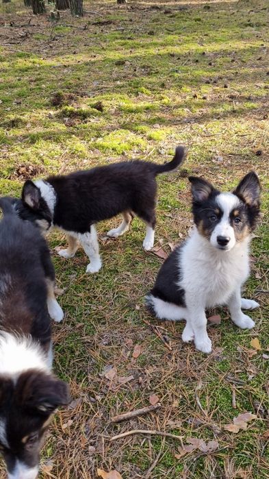 Border Collie suczka czarno biała tricolor