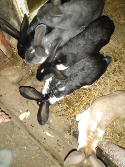 Продам 3міс.кролики!!!