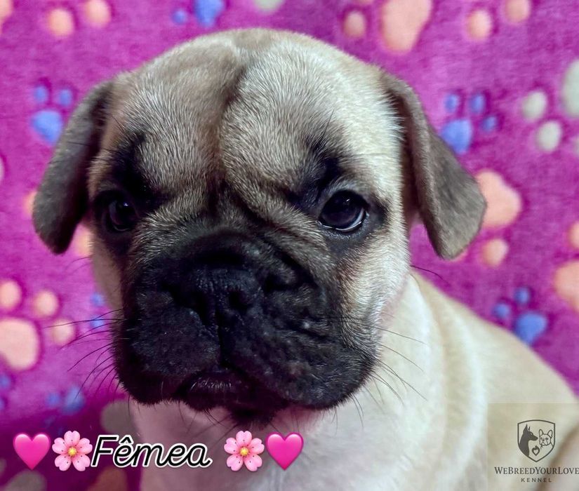 Buldogue Francês Premium  beleza, saúde e temperamento perfeitos