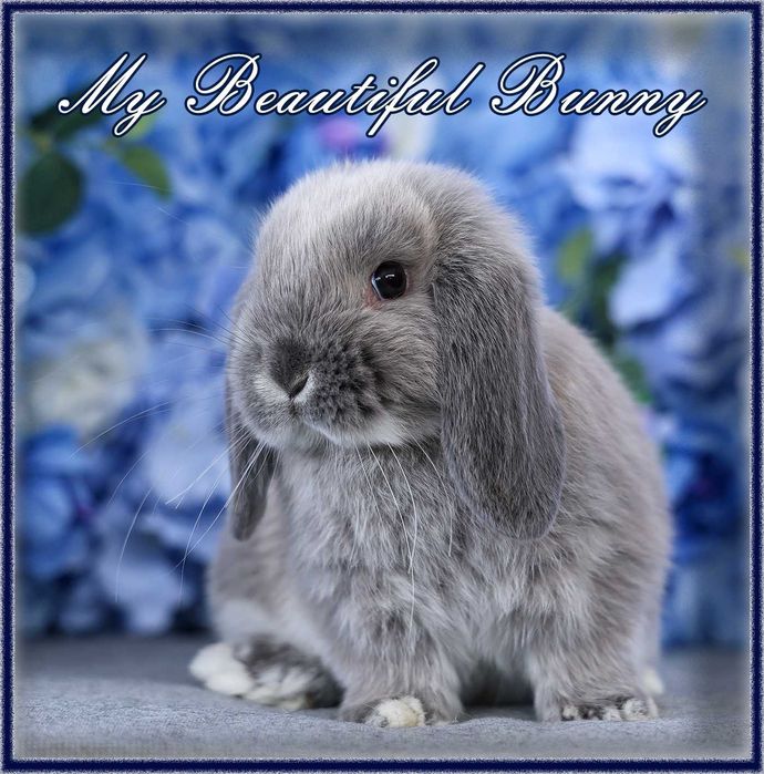 Młody Królik Mini Lop - Lilac Otter