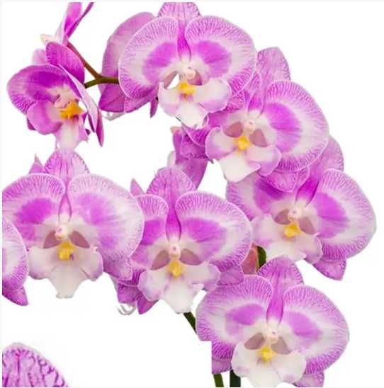 Орхидея Фаленопсис Jingle БИГ ЛИП