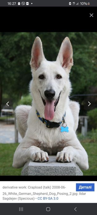 Собака Швейцарська Вівчарка,