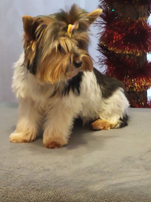 Suczka Yorkshire terrier Biewer