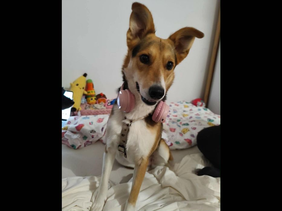 Śliczna sunia szuka domu.