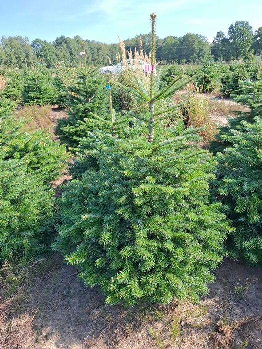 Jodła Kaukaska w donicy PREMIUM 150-175 cm/cięta od Tuchoinki.pl