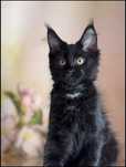 Koteczka Maine Coon Jane w opcji do hodowli