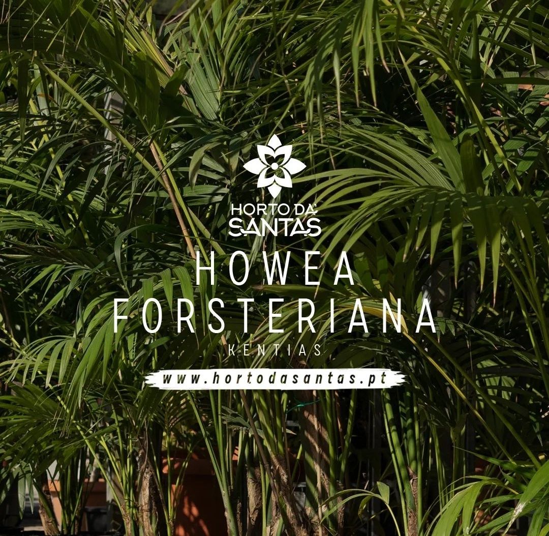 Kentias - Howeas Forsterianas - Palmeiras - 100cm - 300cm