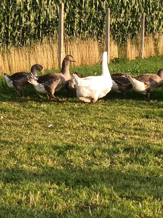 Młode gęsi Landes i Deutsche Pommersche Gans