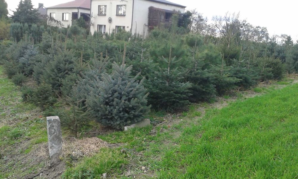 Choinki  żywe  Świerk srebrny  POGRZEBIEŃ