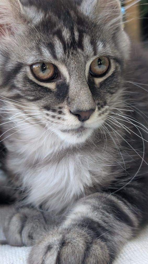 ZOJA kotka Maine Coon. Zapraszamy
