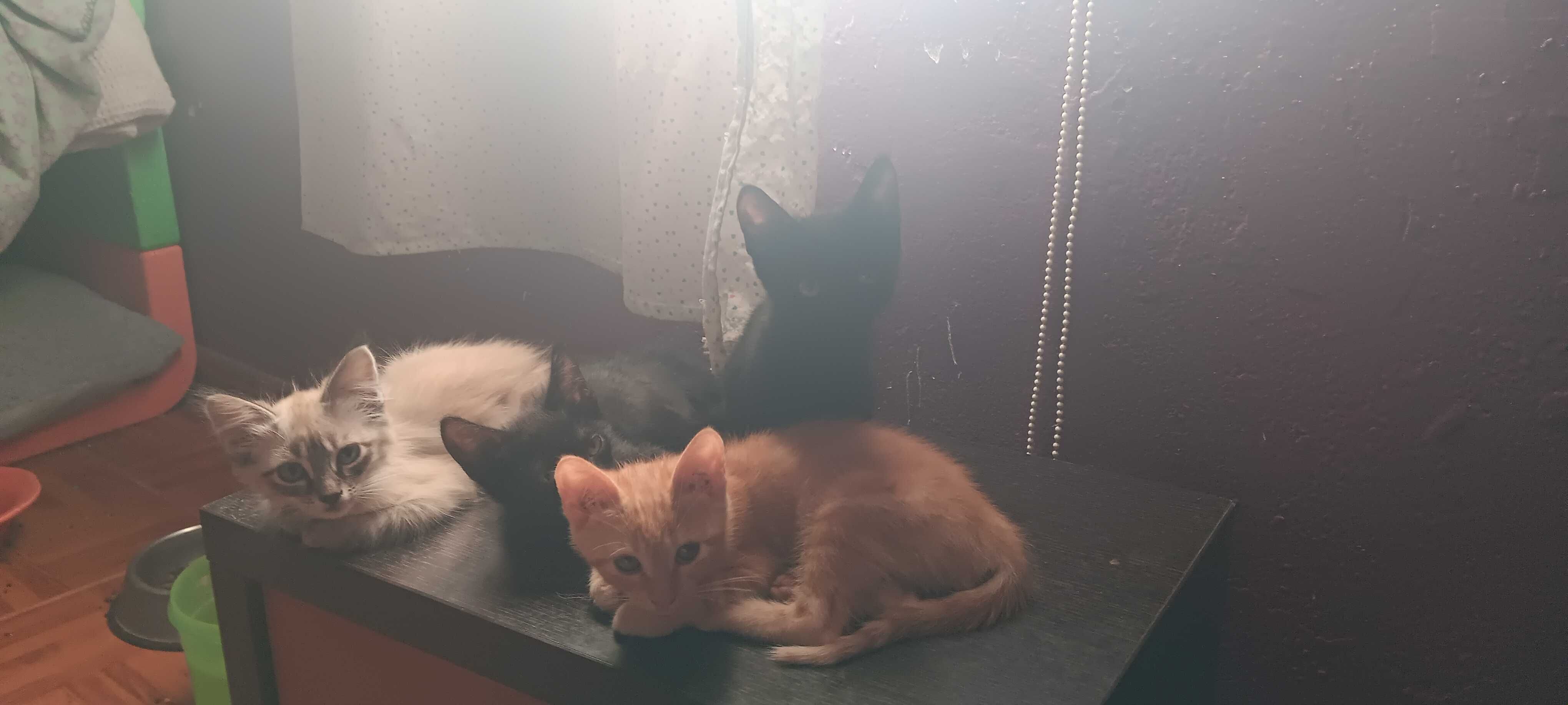 Gatinhos lindos e meigos