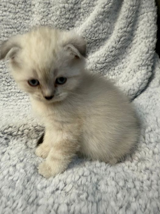 Kocurek kot szkocki zwislouchy fold pregowany wishkas gotowy do odbior