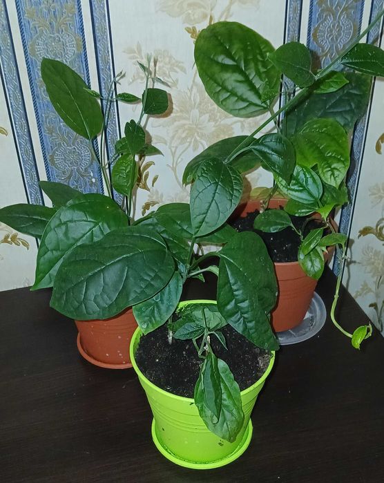 Клероденрум Томпсон