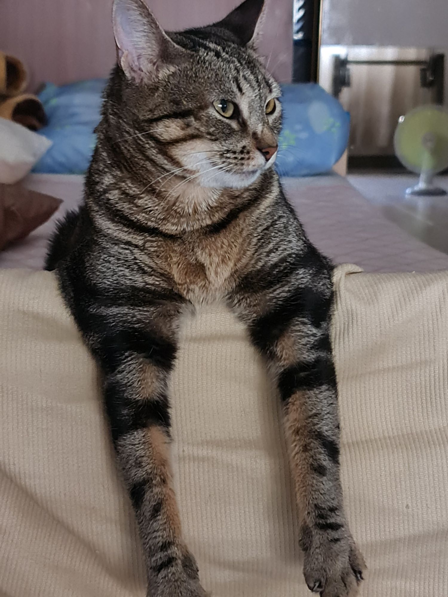 Gatinha para adoção, por motivos de saude da dona.