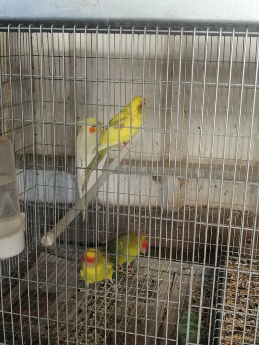 Kakarikis 2025 (malhados)