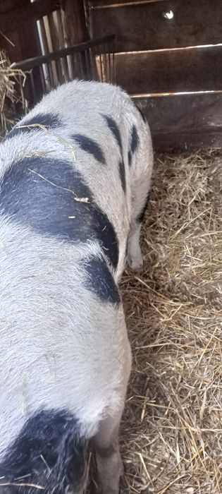 Witam sprzedam świnie