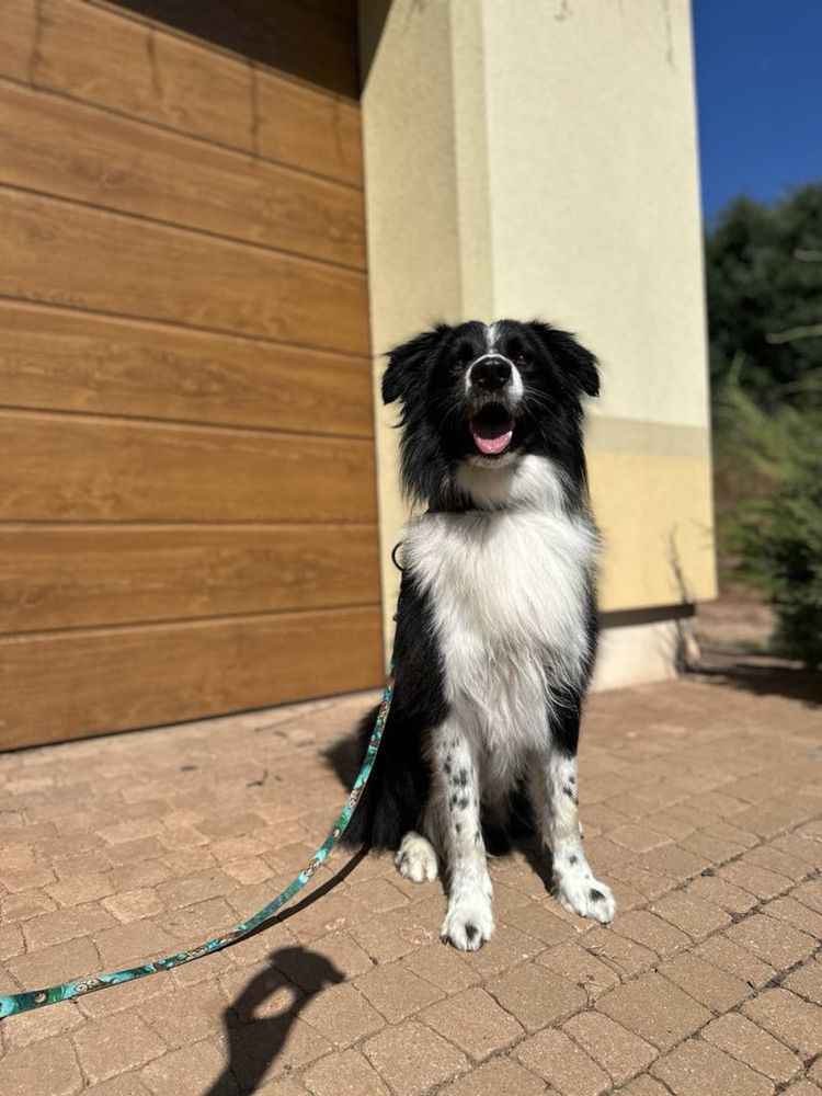 drobniutka wspaniała suczka border collie
