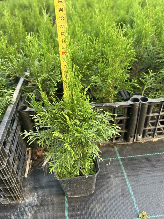 Туя Смарагд,Ялівець,ЯлинкаКоніка,Декоративні рослини