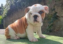 Bulldog ingles lindo