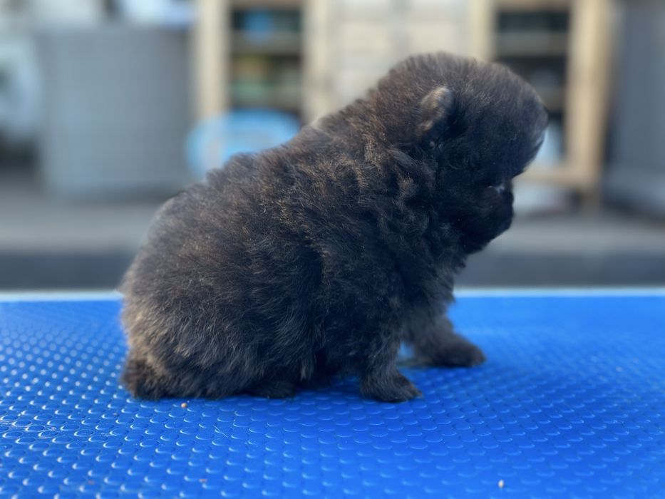 Szpic miniaturowy pomeranian