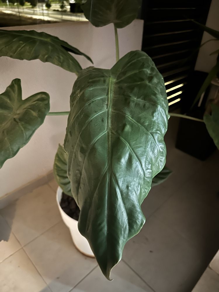 Plantas verdadeiras grandes