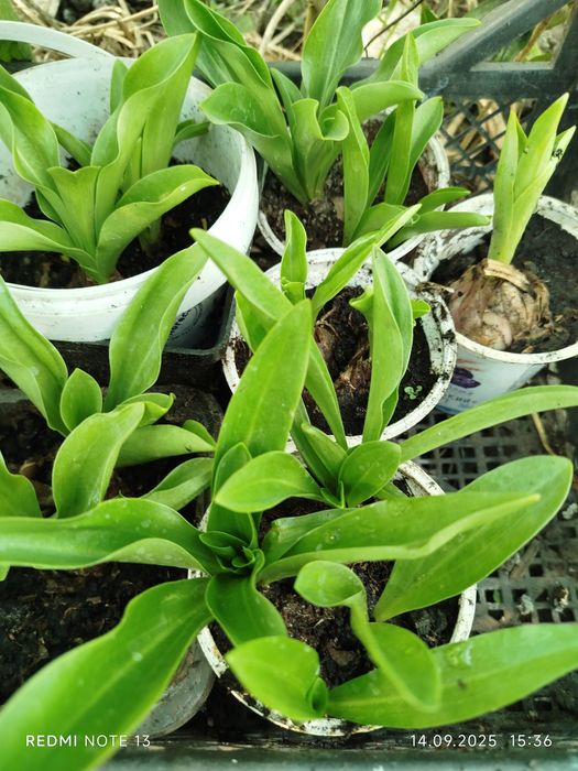 Лилия душистая многолетняя