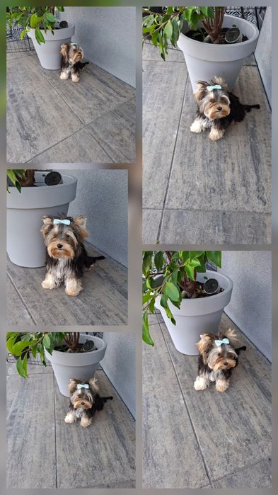 Z PASZPORTEM, mini mini Mikey, maleńki chłopiec Yorkshire terrier