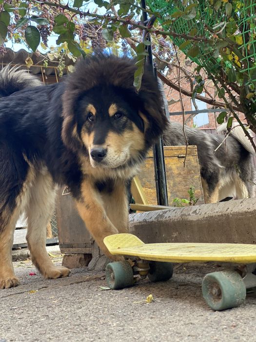 Кобель тибетського мастифа