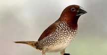 Aves exóticas desde 3€ (kakarikis, mandarins, periquitos, lacres e +)